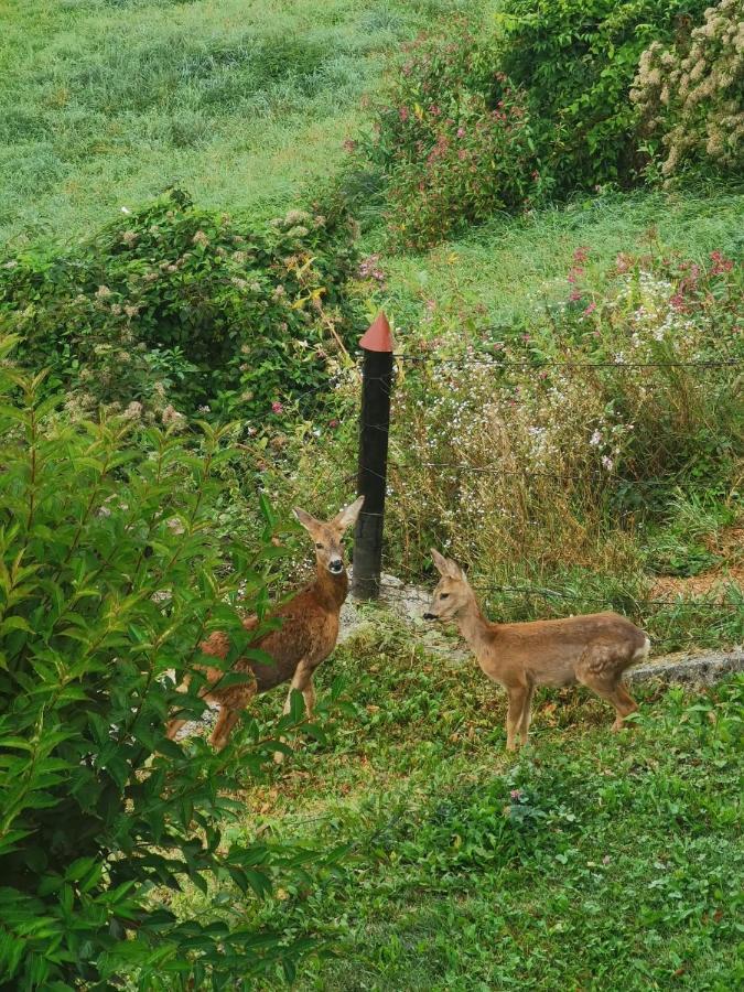 Ferienwohnung Im Nationalpark Gesaeuse Hieflau エクステリア 写真